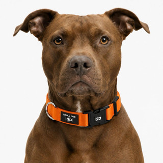 coleira para cachorro regulável resistente premium  pet ajustavel  pequeno medio grande porte