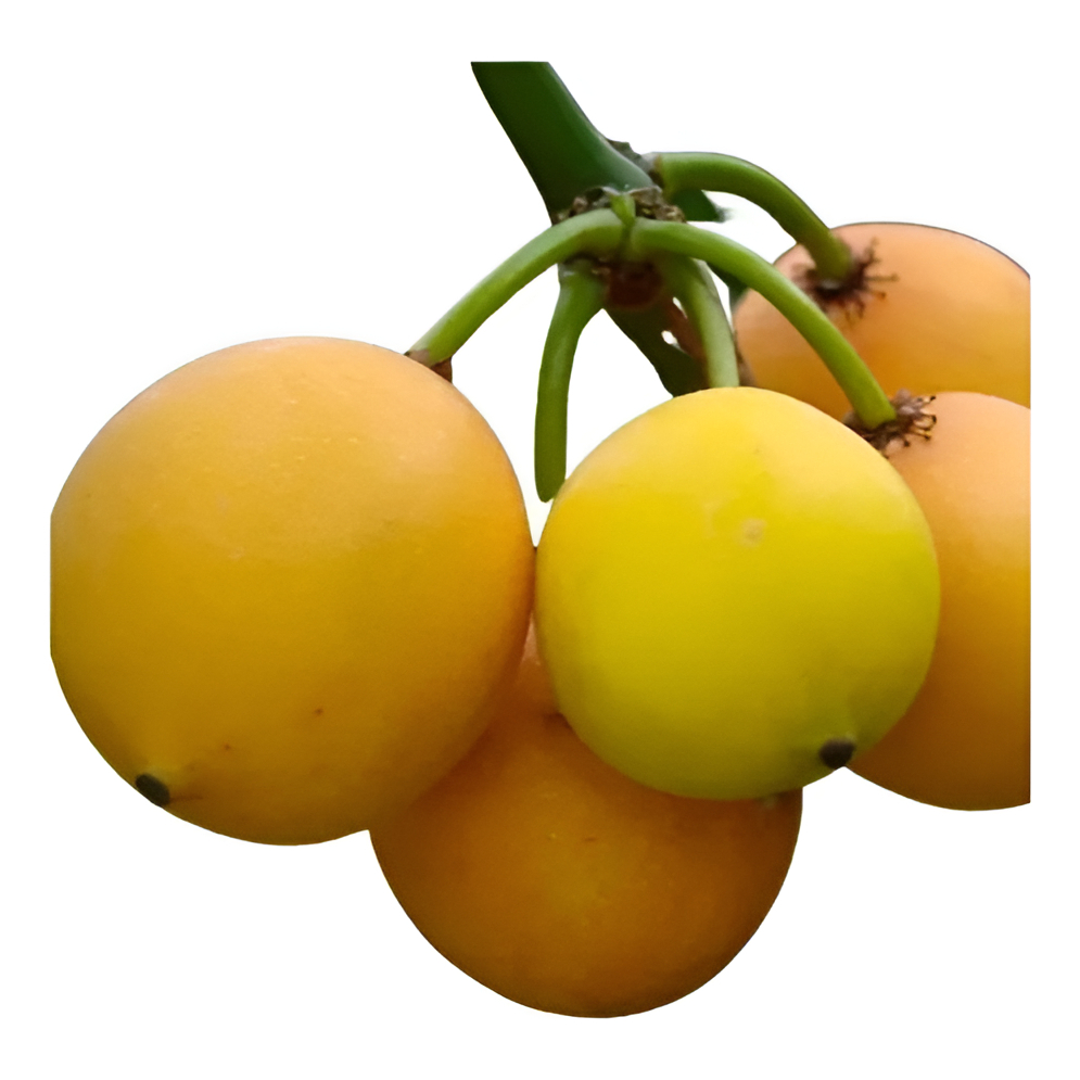 Bacupari O Legitimo - Produz Rápido + Brinde