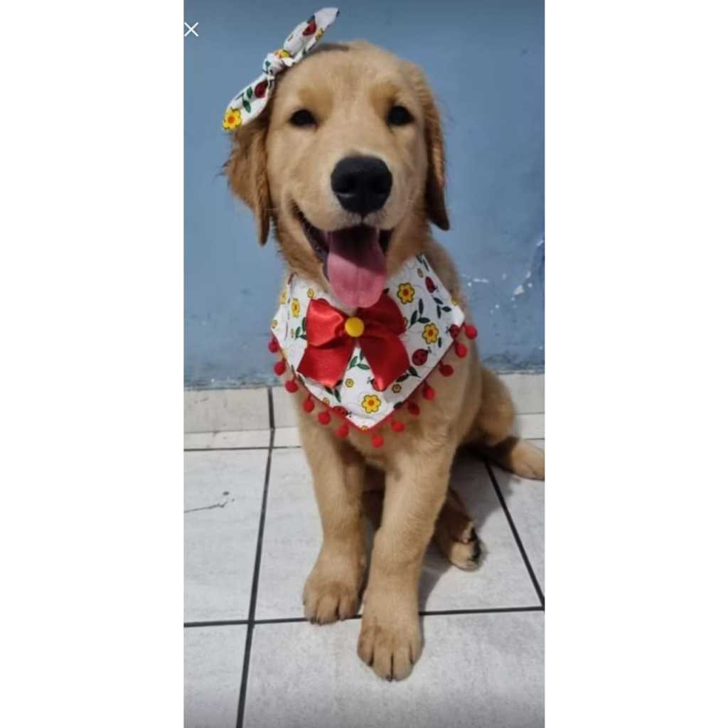 5 Bandanas Pets pompom + 5 lacinhos de nó Gola  Colarinhos Pets Acessório Banho e Tosa e Pet Shop.