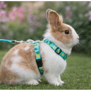 Coleira para Coelho e Pet Mini | Peitoral com Guia para Coelho, Chinchila e Pets Mini — Ajustável. em Oferta na Shopee