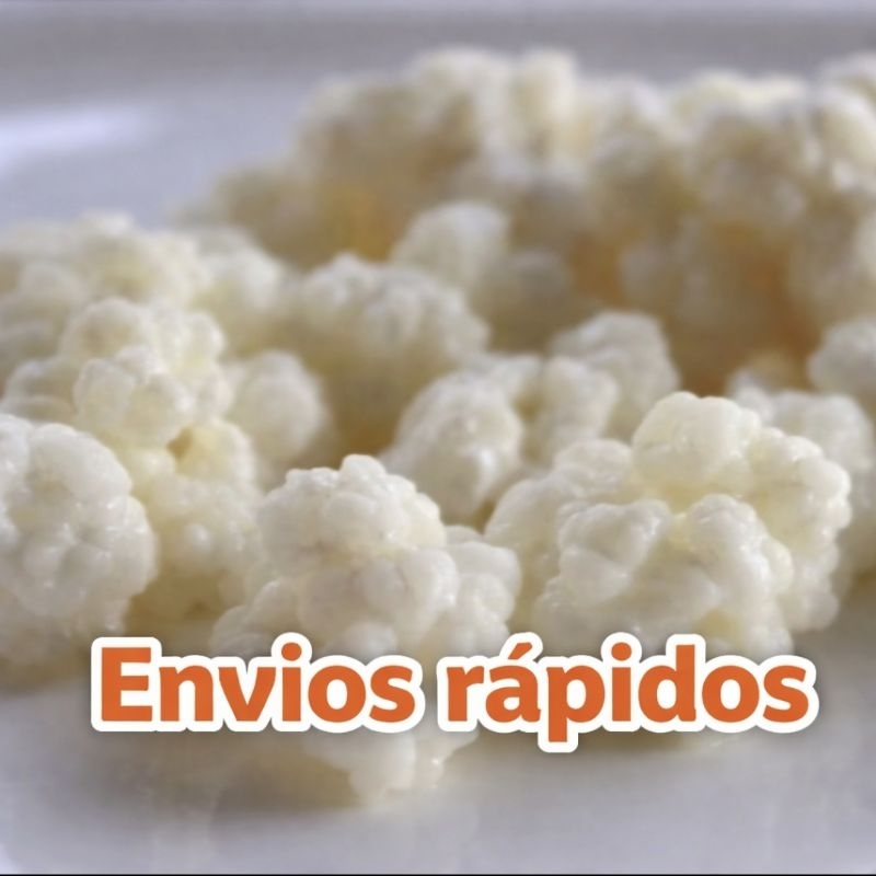 kefir de leite ativo infinito (envio imediato) em Oferta na Shopee