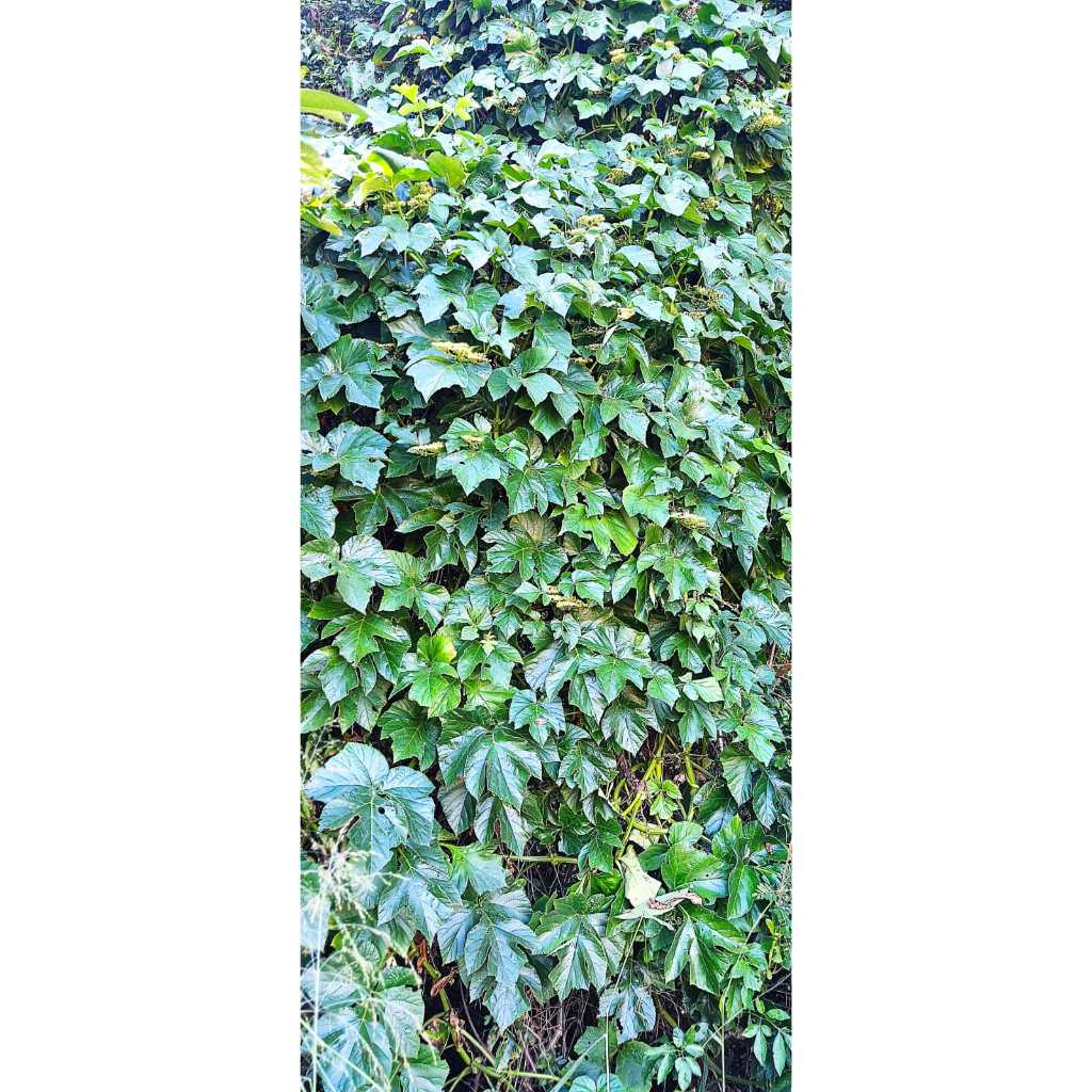 Folhas Cipó Da Índia Planta Medicinal