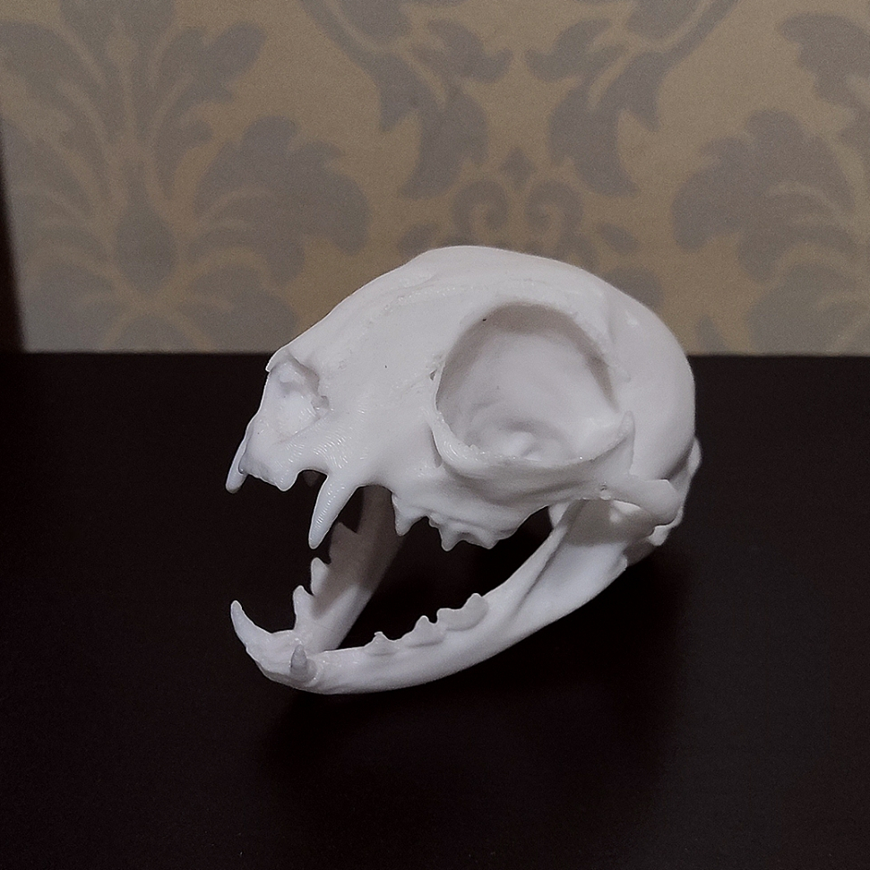 Crânio de gato/felino decorativo branco escultura 3d plástico PLA