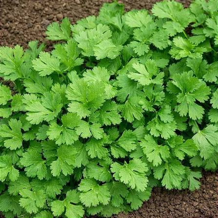 Sementes de Coentro Selecionadas – Ideal para Horta | 50g/100g