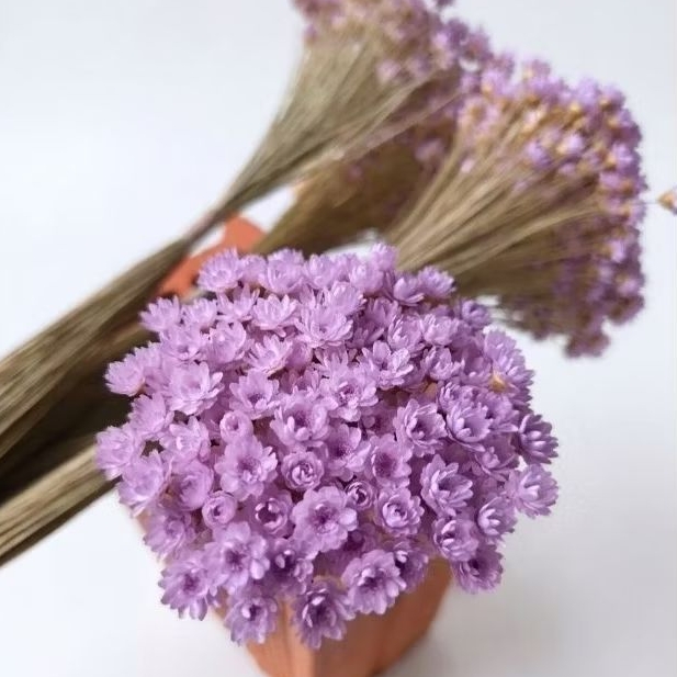 Sempre Viva LiLás I kit com ate 1.200 Florzinhas desidratadas
