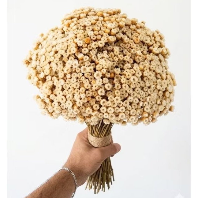 Sempre Viva Botão jazida , kit com ate 1.200 Botões Para Decoração / Atacado