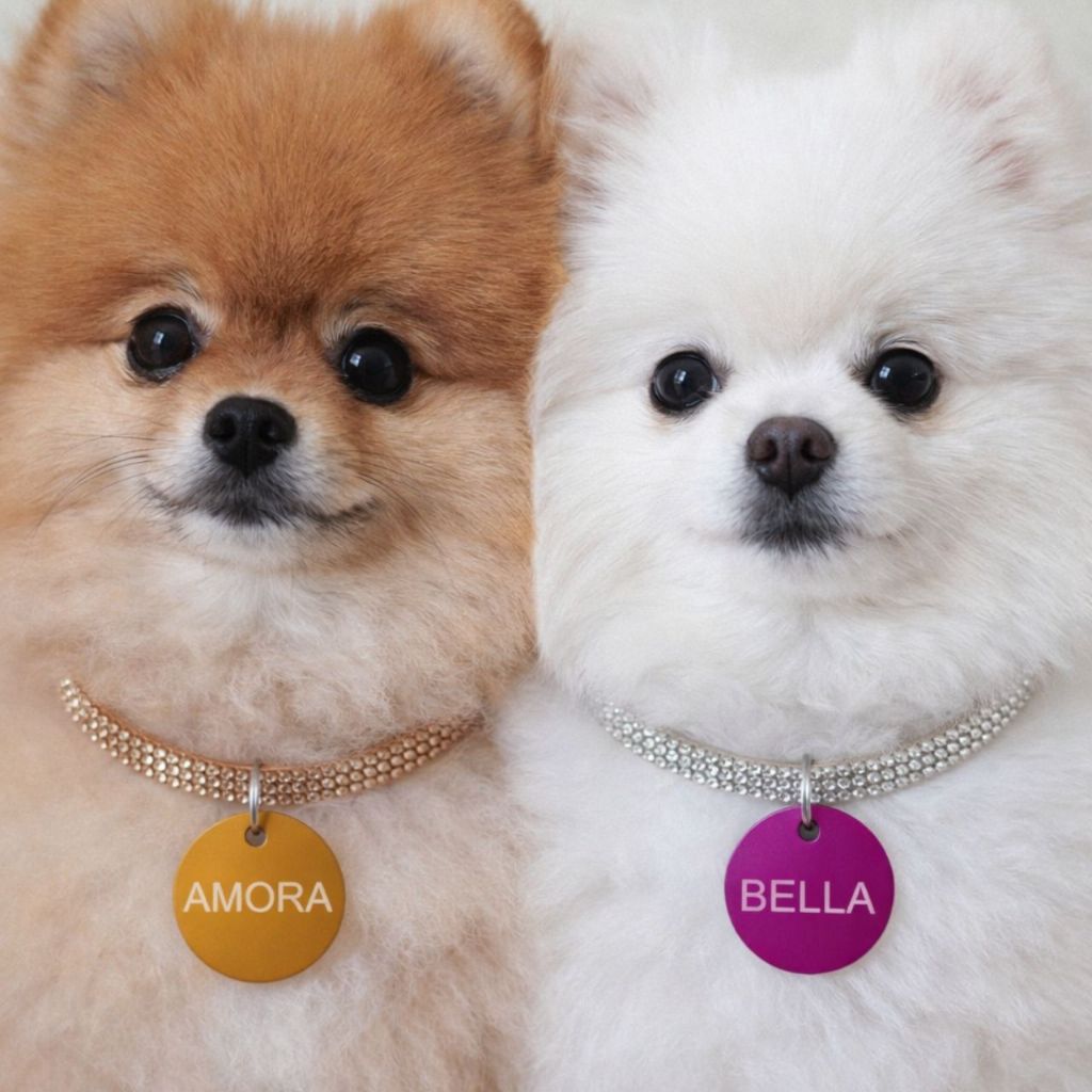 Colar luxo plaquinha de identificação com strass gato e cachorro