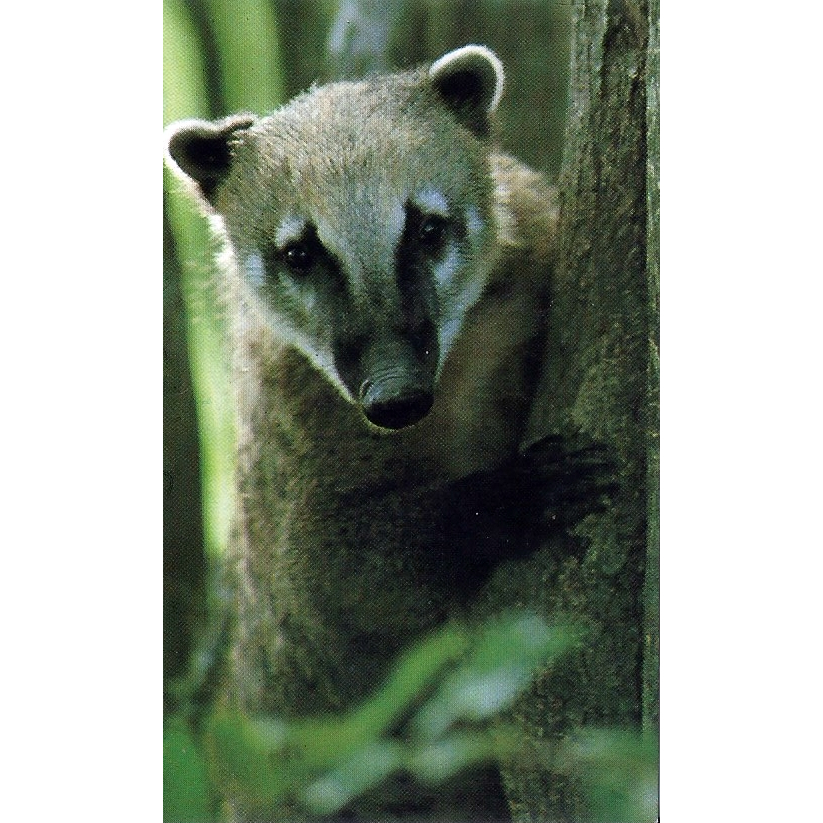Calendário de Bolso Antigo 1997 Quati Coatimundi Fauna Brasileira Vintage SPVS Sociedade de Pesquisa em Vida Selvagem