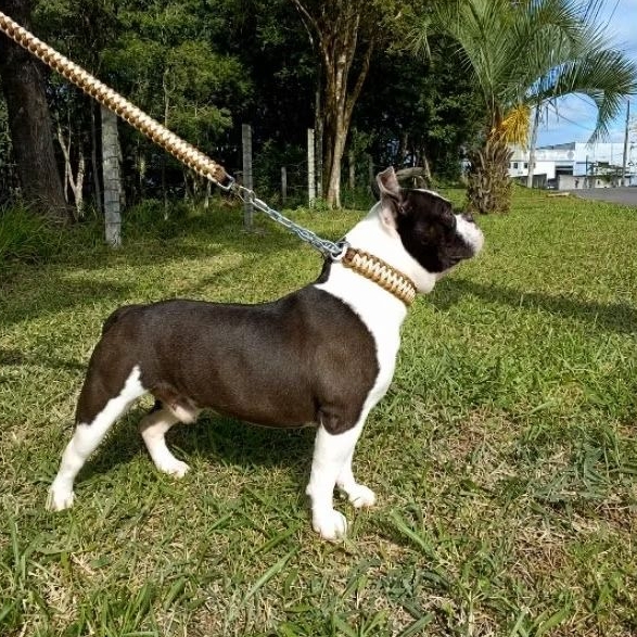 Guia E Coleira Enforcador Cachorro Médio Grande Corrente Resistente Antipuxão Passeio