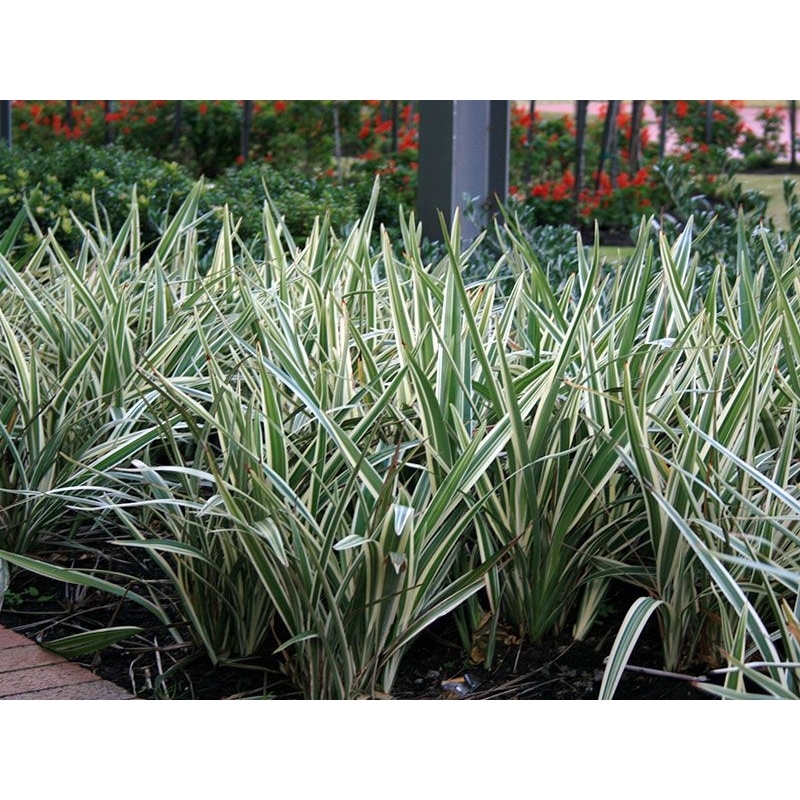 Detalhes do Dionela Variegata 25 mudas raiz nua