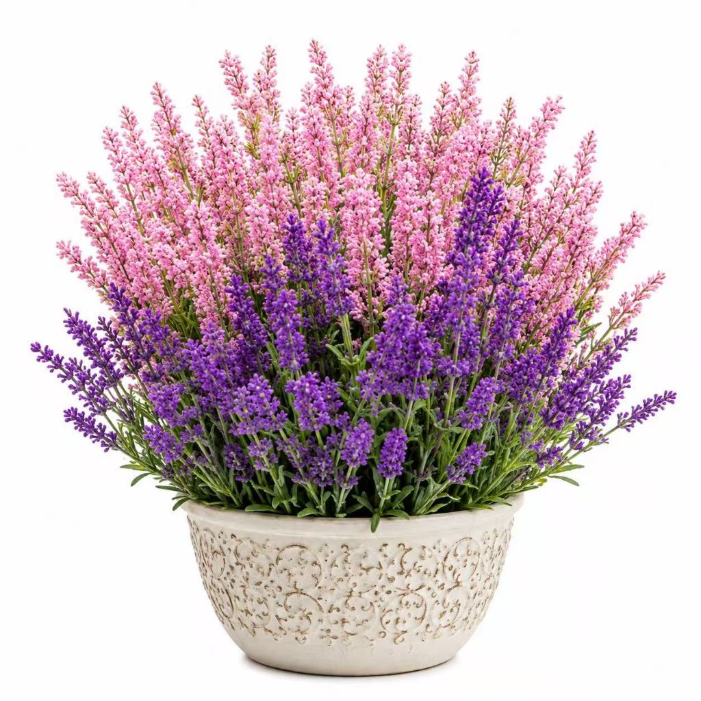 30 Sementes de Lavanda Francesa Violeta e Rosa, Envio Rápido!