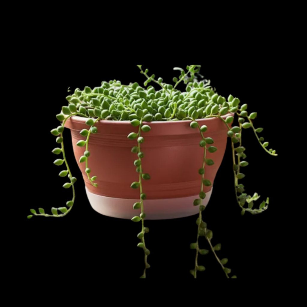 Vaso Cuia Grande 8L Prato Anti Mosquitos Ideal Samambaias Rosa do Deserto