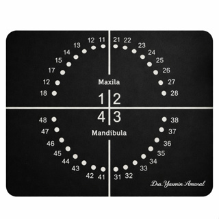 Placa Odontograma Acrílica 11x9,5cm | Guia de Numeração Dental Identificação Odontológica Profissional em Oferta na Shopee