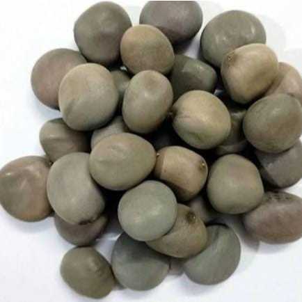 Fava de Oxósse , Oxossi Ayo Candomblé Kit C/ 14 Unidades