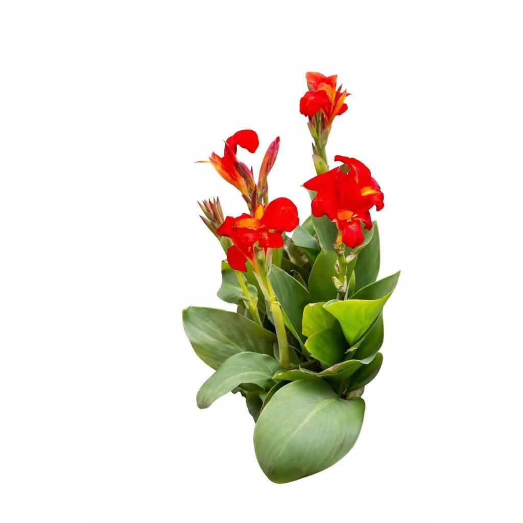 Sementes Canna Vermelha Flor Tropical Jardim Planta Ornamental Fácil Cultivo Decoração Casa