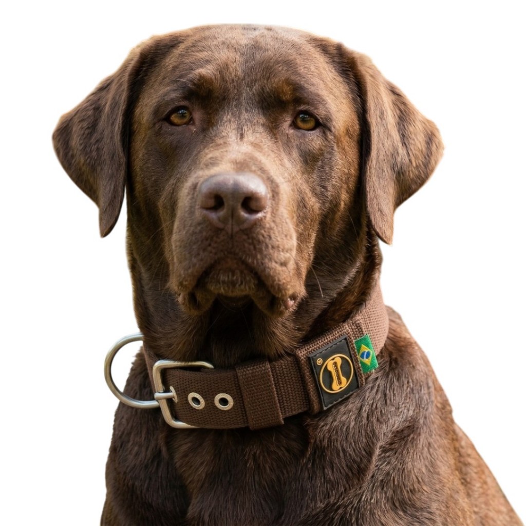 Coleira Labrador Marrom Variações Cachorro Passeio Dobermann Pitbull Fila Dogo Argentino Dogue Cães