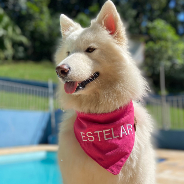 Bandana Pet lisa com nome do pet BORDADO - Cães e Gatos - Varias Cores e tamanho - Artesanal