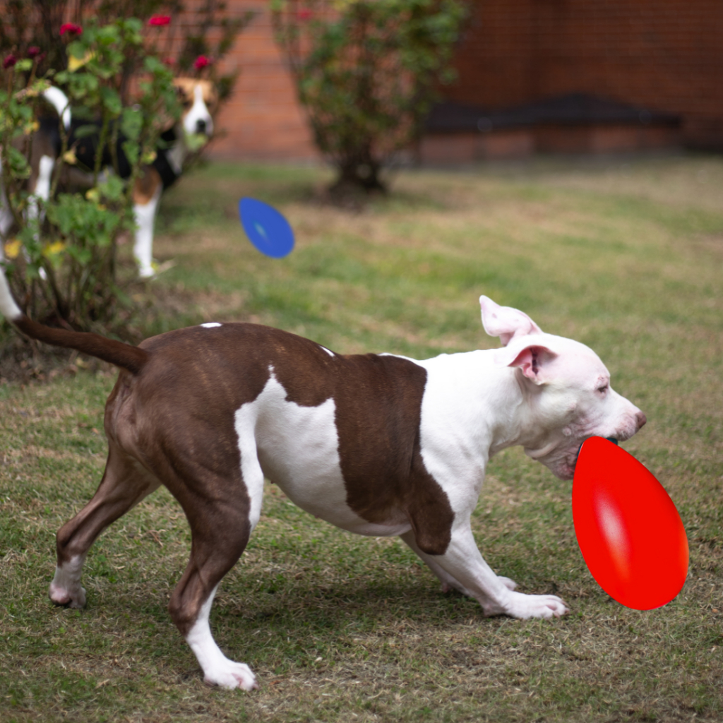 Brinquedo Para Cachorro Interativo OVO MALUCO Porte GRANDE