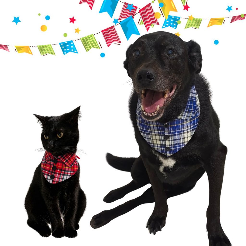 Bandana Pet Festa Junina Camisa Xadrez - Arraiá Pet Bandana Fantasia Gato Cachorro - 3 tamanhos 2 cores
