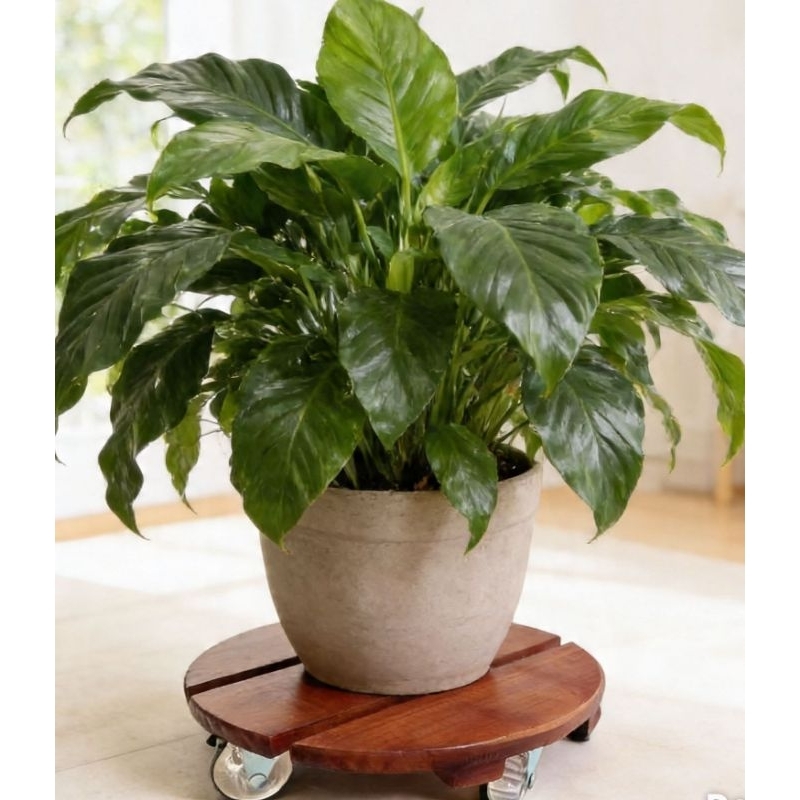 Suporte para Vaso de Planta Redondo com Rodinhas Madeira Maciça Rústica - Carrinho para Vasos