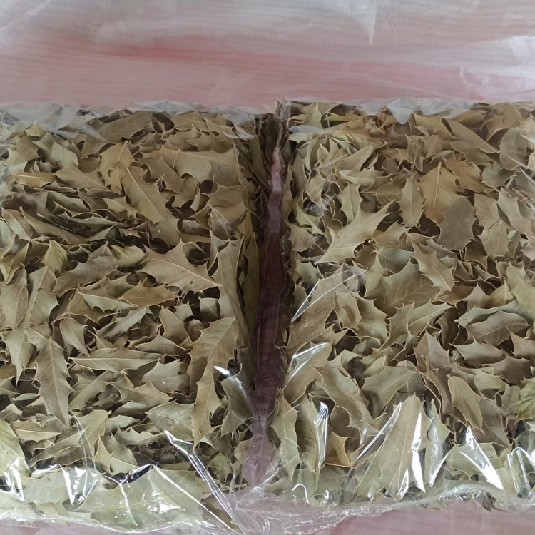 ESPINHEIRA SANTA APENAS AS FOLHAS SEI PAU 100G — imagem 2 de 2