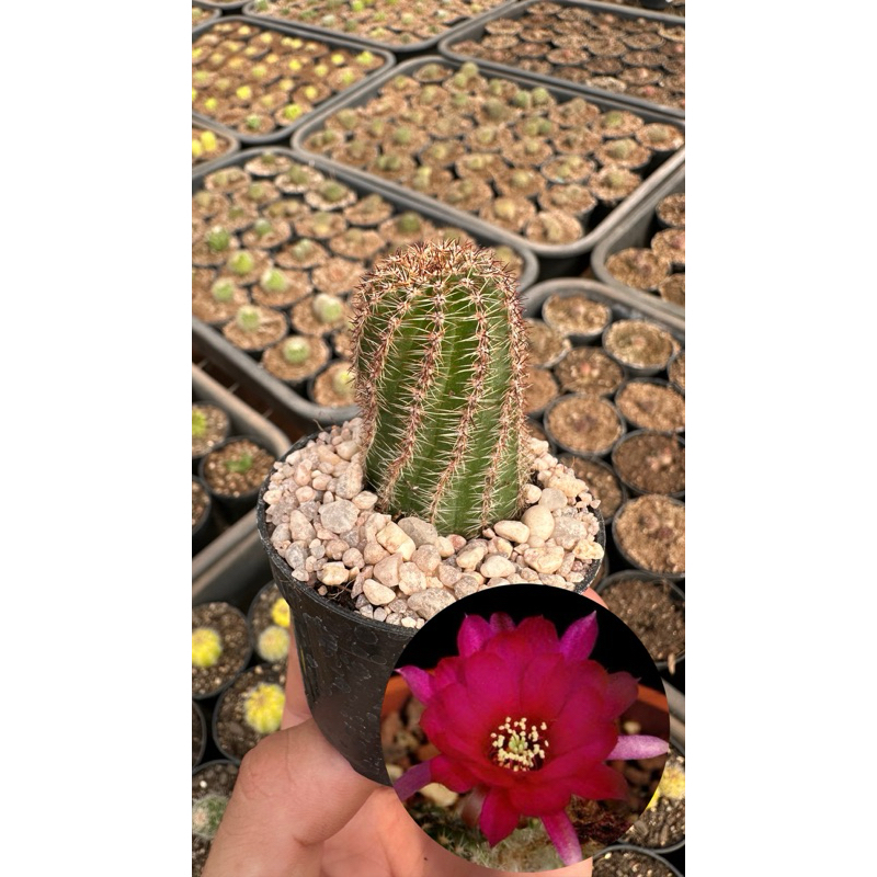 Cactos Chamaeolobivia