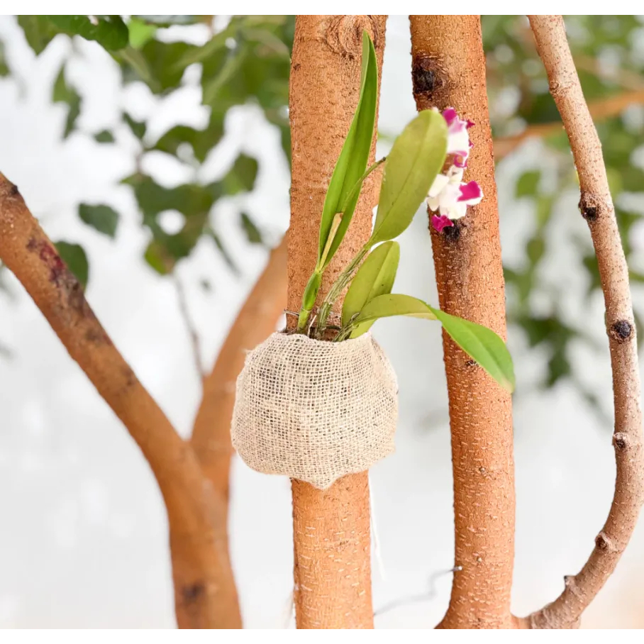 Fixador de Orquídea Suporte para Planta com Substrato Premium Amarre Essa Ideia