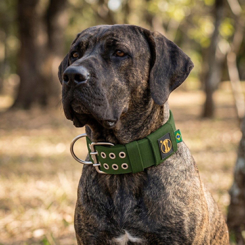 Coleira Verde Musgo 50mm Cachorro Grande Pastor Alemão Dogue Dobermann Adestramento Pit Monster Cão