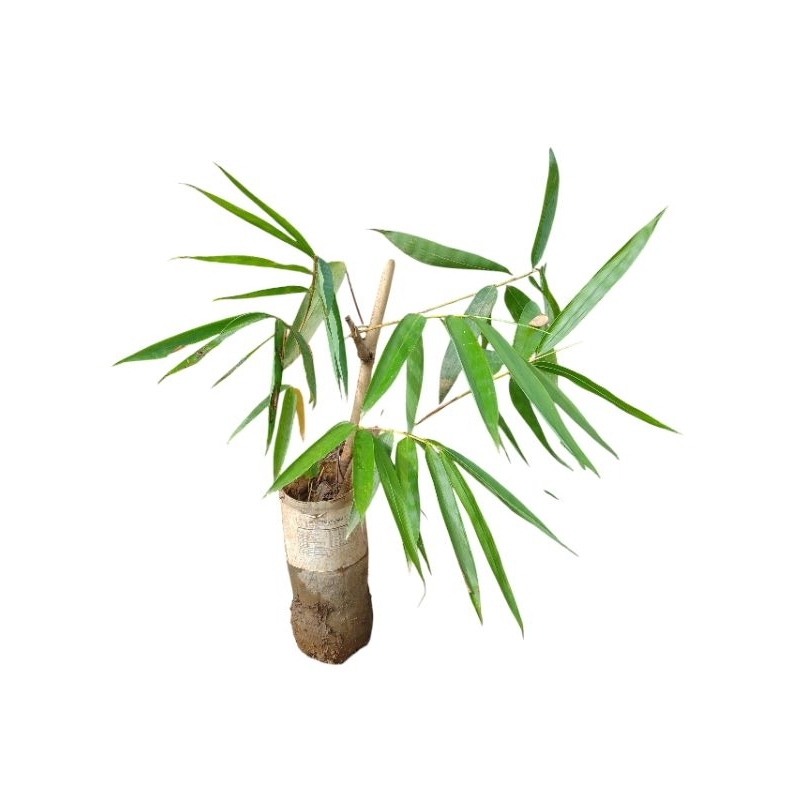 Muda de bambu moço gigante pronta tamanhos variados ate 80cm (imagens ilustrativas )
