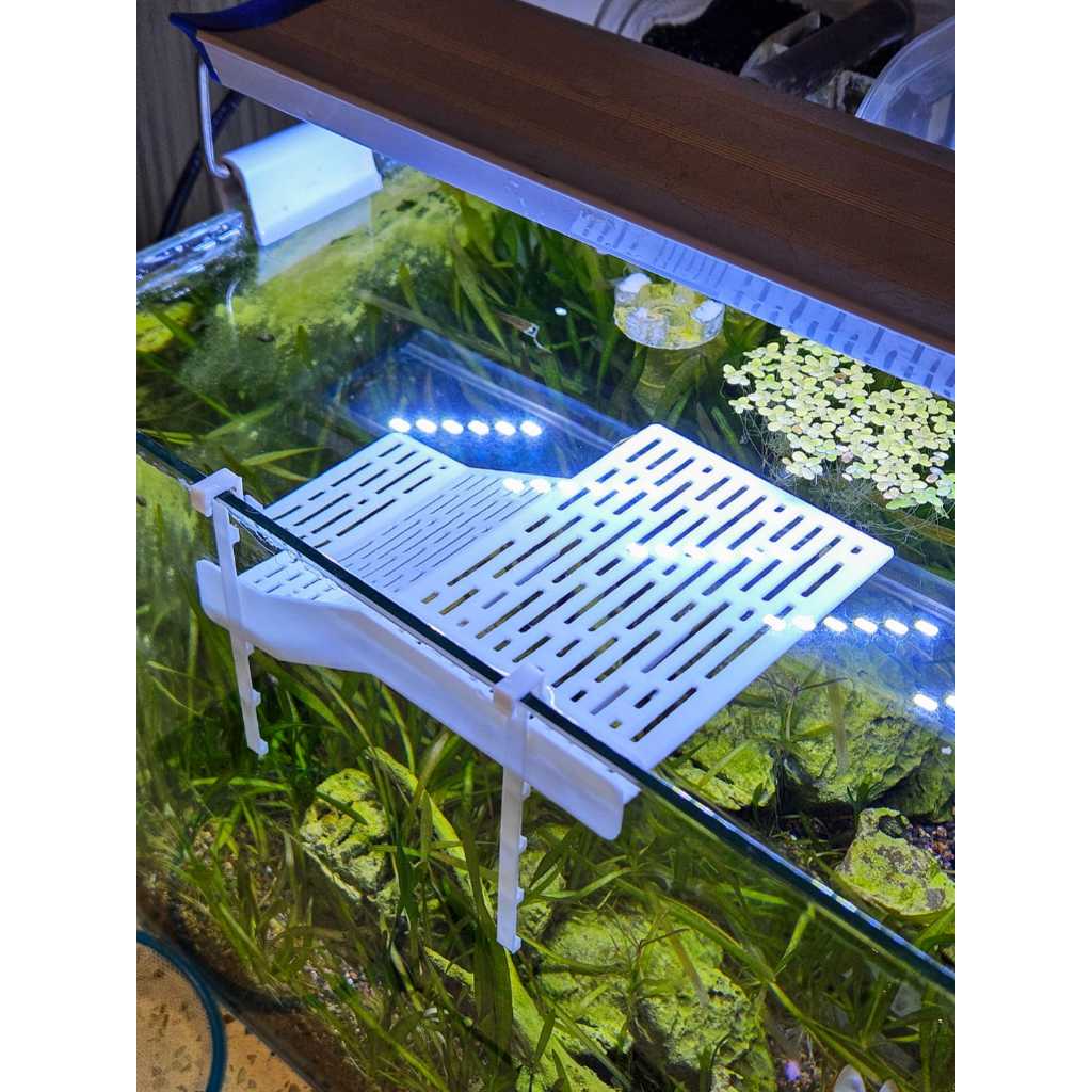Plataforma Tartaruga Rampa 10x15 cm