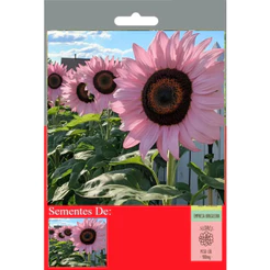 20 Sementes De Girassol Rosa Claro
