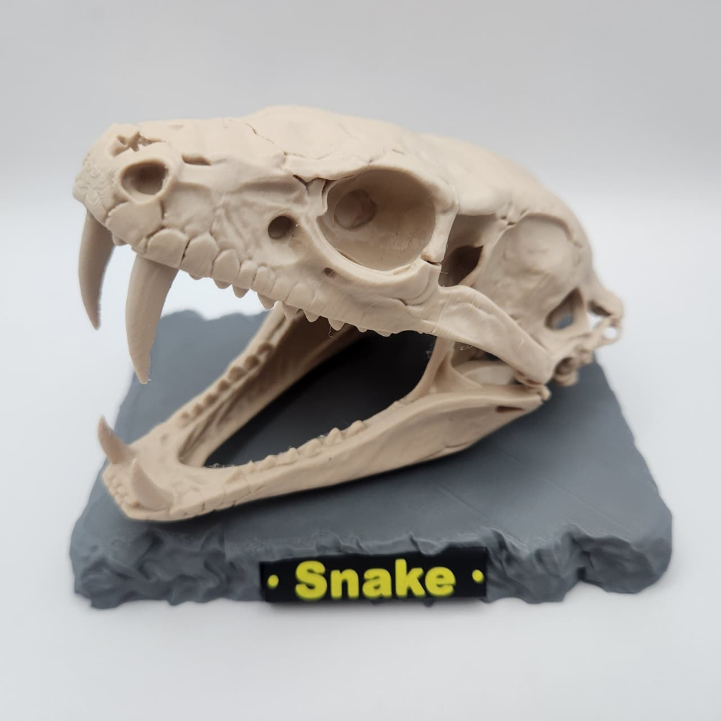 Crânio Cobra Caveira Fóssil Decorativo Escultura para Mesa, Estante Presente Criativo