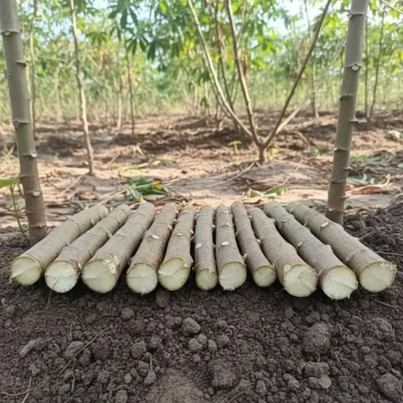 kit 60 Ramas Manivas de Mandioca Frutadas Originais Para Plantio Alta Qualidade
