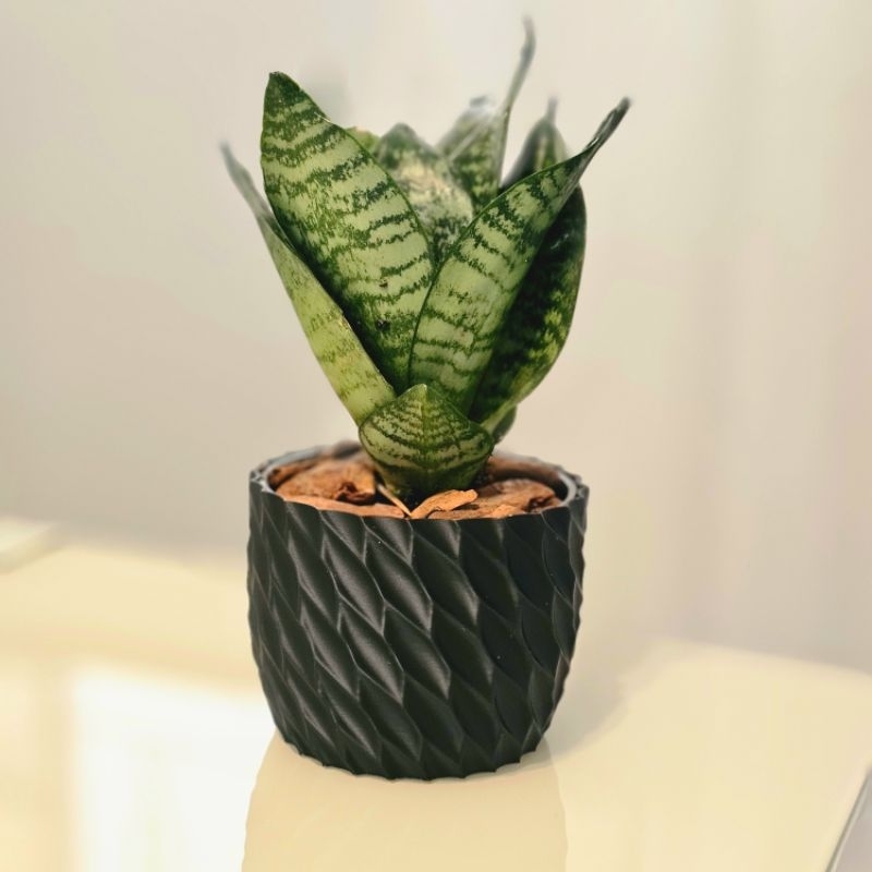 Mini Espada de São Jorge + Cachepot Moderno | Planta de Verdade