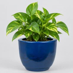 Vaso Polietileno Para Plantas Jardim Sala Luxo Marmorizado bojo pequeno Com Prato