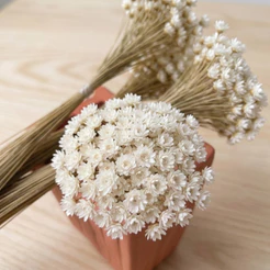 Sempre Vivas Brancas Flores Secas Naturais para Arranjos Decoração e Artesanato