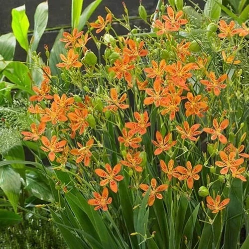 30/60/120 Sementes Flor Leopardo Laranja, Lírio Frades, Blackberry Lily, Atrai Beija-Flor, Fácil Germinar Jardim Sol