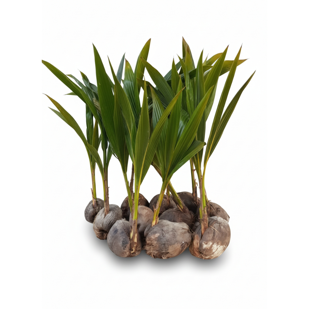 6 Mudas Coqueiro Anão Natural Coco Germinado Plantar Produz Rápido Precoce Jardim Quintal Chácara