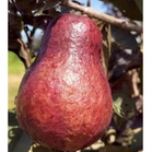 Goiaba Red Tailandesa 10 Sementes Polpa Vermelha Alta Germinação