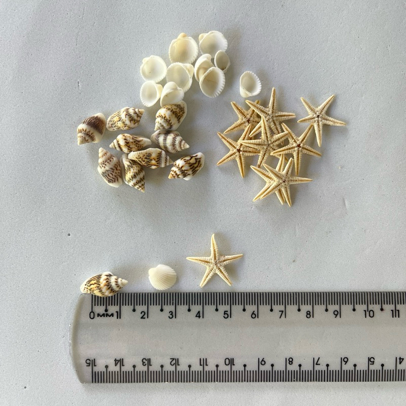 Kit decoração estrela do mar mini, concha br mini, e concha mesclada- fundo do mar, usar artesanato resina, sereia
