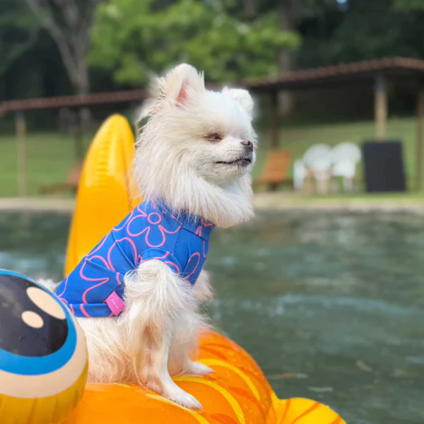 Roupa Pet com Proteção UV - Blusa de Praia em Poliamida Proteção UV para Cachorro e Gato