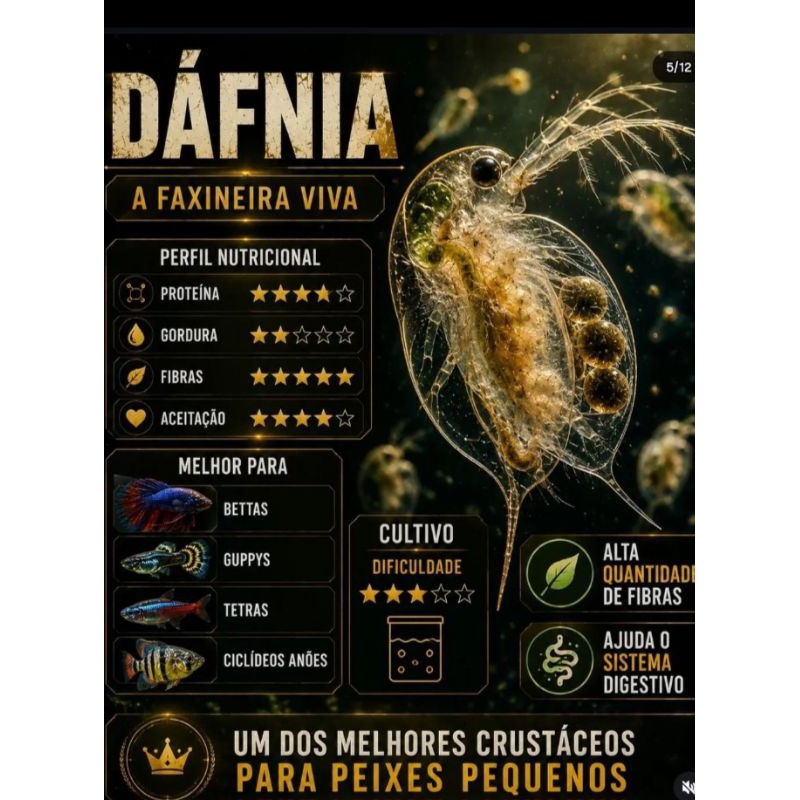 400 ml de daphnia, alimento vivo pra seus peixes de alta proteína.