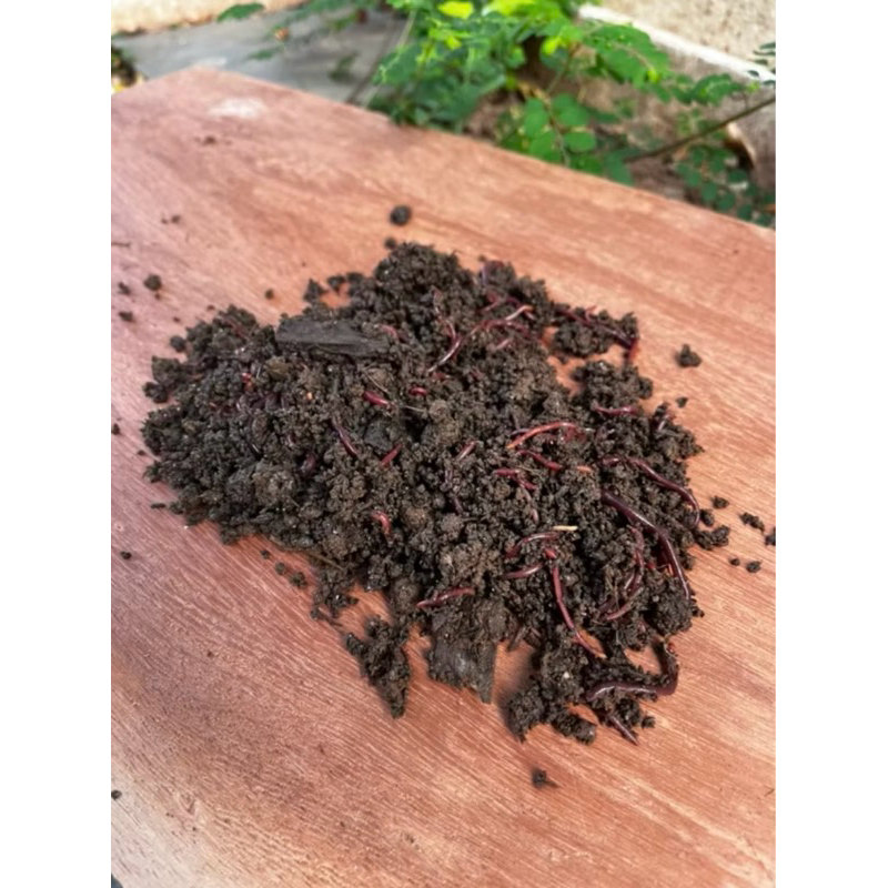 400 Minhocas Californianas Vivas para Pesca, Vermicompostagem e Alimento para Pets