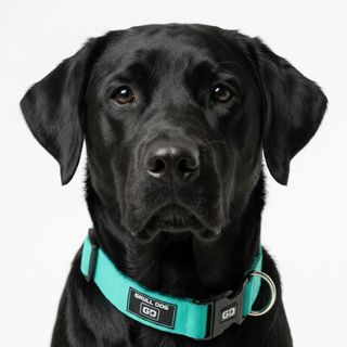 Coleira para cachorro regulagem no pescoço pet material robusto e resistente a puxões