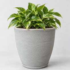 Vaso Decorativo Polietileno para Plantas Bojo Redondo Com Prato Medidas 35x40x30cm