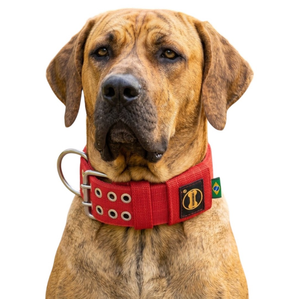 Coleira Vermelha Labrador Cachorro Pitbull Rottweiler Dobermann Mastiff Dogue Reforçada Resistente