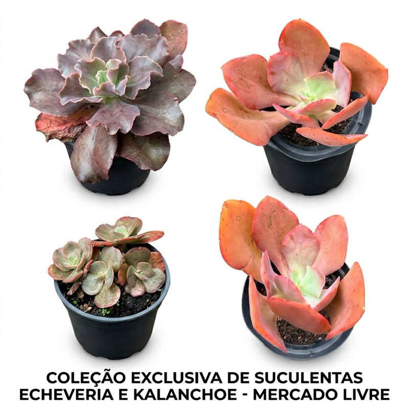 Kit 7 Suculentas Echeveria Variadas | Takasago, Gigantea, Baron Bold, Zorro e Mais!