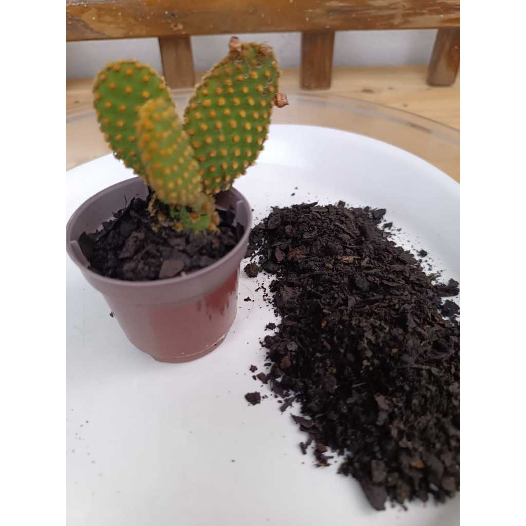Substrato Para Cactos e Suculentas Jardinagem