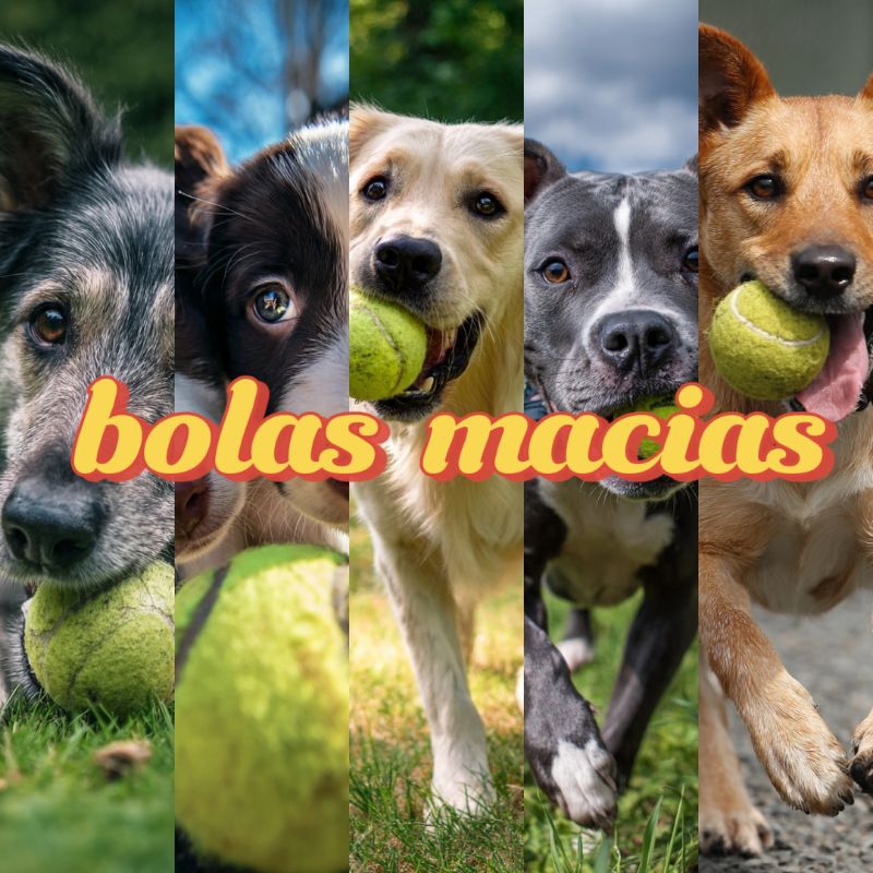 Kit 6 bolas de tênis usadas originais macias para pet bolinha de tênis
