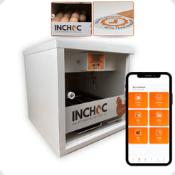 Chocadeira manual com APP gratis para 15 ovos de galinha e 25 ovos de codorna caseira para iniciante